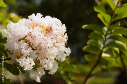 Blooming White Crape Myrtle flower, Lagerstroemia Indica known as Furush Ful