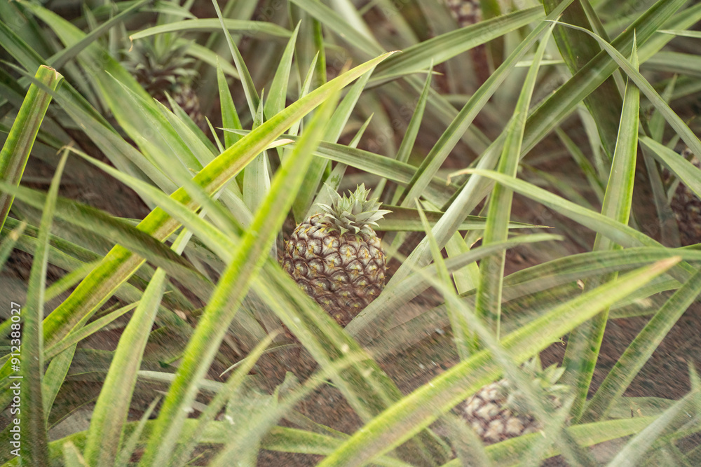 Obraz premium Ananas