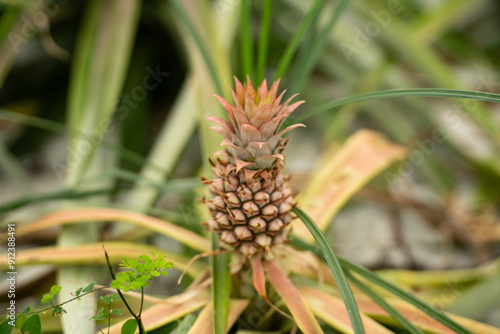 Ananas