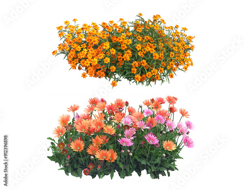 flower garden plant and flower on white background with clipping path, 3d illustration, 3d rendering