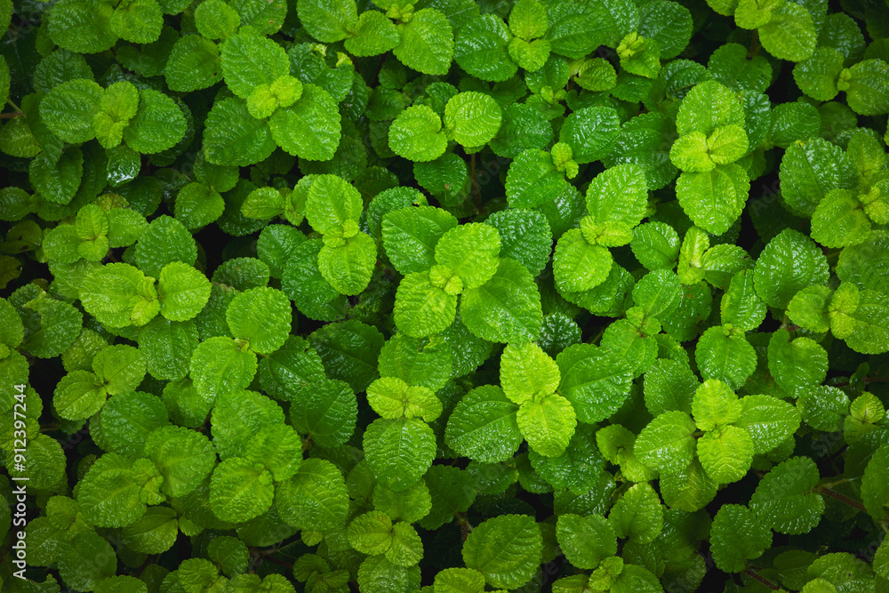 Obraz premium Natural green leaf, black shadow, background