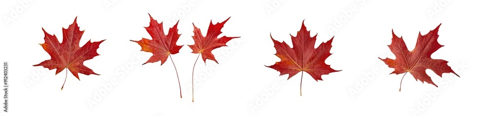 maple leaf (PNG) maple leaf (PNG)