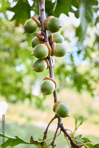 Acorns of Quercus palustris also called pin oak swamp oak or Spanish oak, tree in red oak section Quercus Lobata of genus Quercus. Pin oak used in parks due fast growth, and pollution tolerance. photo