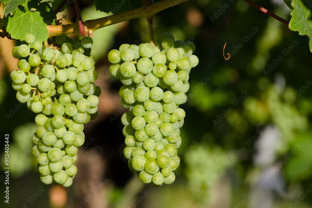 ripening bunch of grapes on the vine close-up ripening bunch of grapes on the vine close-up