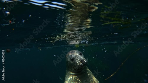 A shy young grey seal (white coat, Halichoerus grypus) lying among the seaweeds, with another juvenile seal arriving jealously to capture the cameraman’s attention by kissing the camera: photo