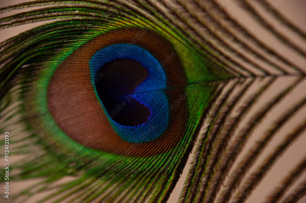 Obraz premium Peacock feather isolated on white background.Multicolor peacock feather close up.,peacock feather close up
