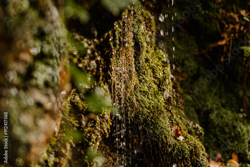 Spring water in the forest