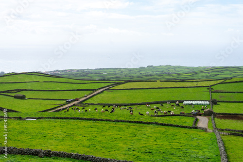 Cows grazing peacefully on a lush green pasture, with the scenic backdrop of Terceira Island's rolling hills and volcanic landscapes in the Azores.