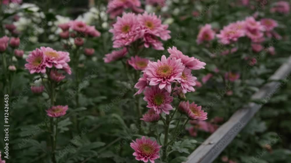Close-up shot of pink chrysanthemum flowers in bloom growing in orangery Close-up shot of pink chrysanthemum flowers in bloom growing in orangery