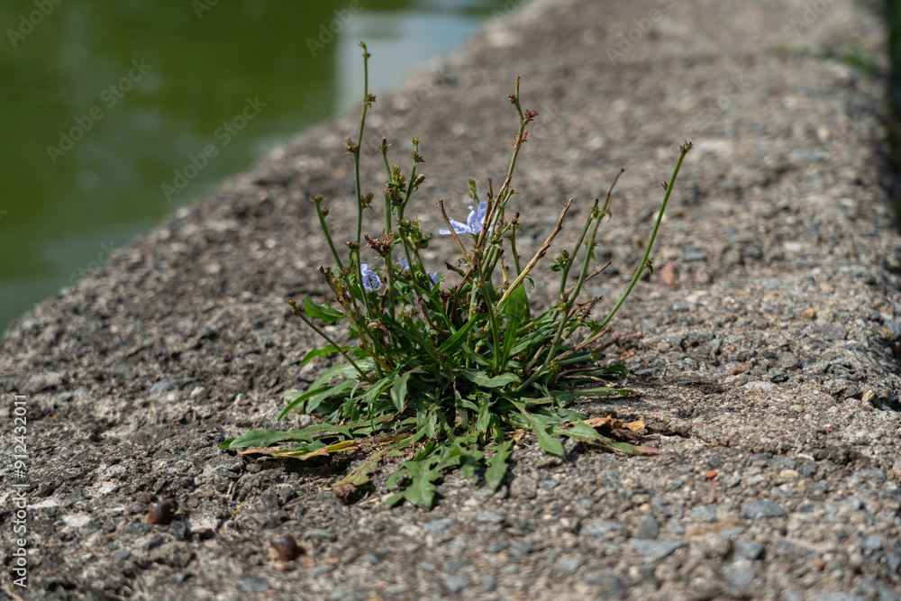 A wild plant grows through concrete. Concrete curb along the river A wild plant grows through concrete. Concrete curb along the river
