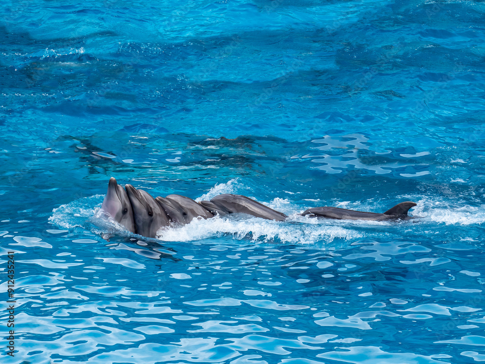 Obraz premium dolphin in the water