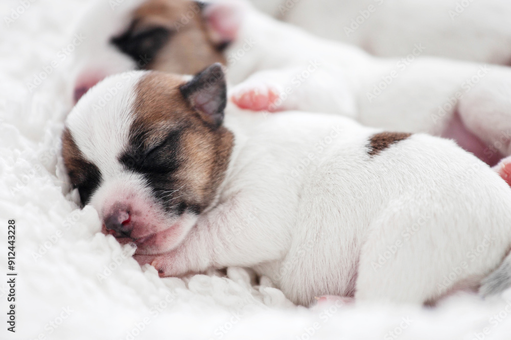 Group of Newborn Puppies lying on blanket
