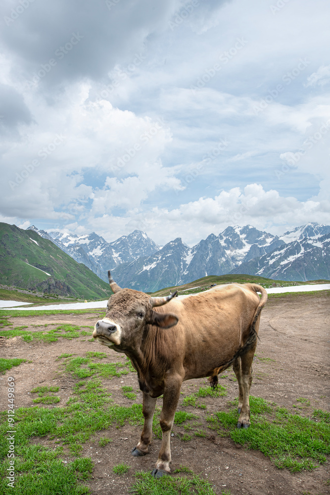 Cows grazing in the Mestia mountains. Cows in the snowy mountains. Cows grazing in the plateaus in spring. Cows grazing in the Mestia mountains. Cows in the snowy mountains. Cows grazing in the plateaus in spring.