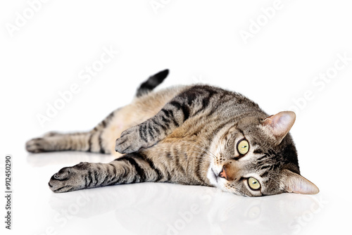 Tabby cat laying down on white background and looking at camera