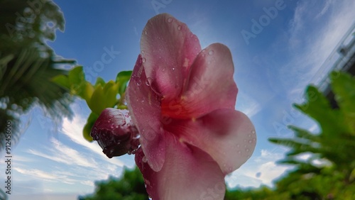 fleur des tropiques