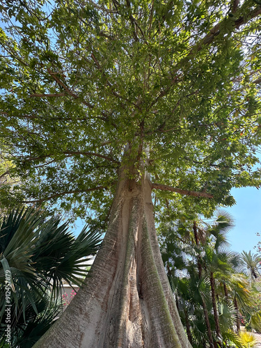 Kapok tree or Java kapok (lat.- Ceiba pentandra) in the Ein Gedi Botanical Garden