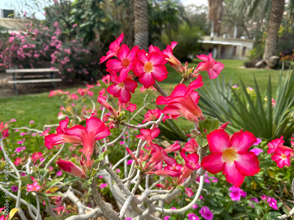 Adenium multiflora (Latin - Adenium Multiflorum) in the Ein Gedi Botanical Garden Adenium multiflora (Latin - Adenium Multiflorum) in the Ein Gedi Botanical Garden