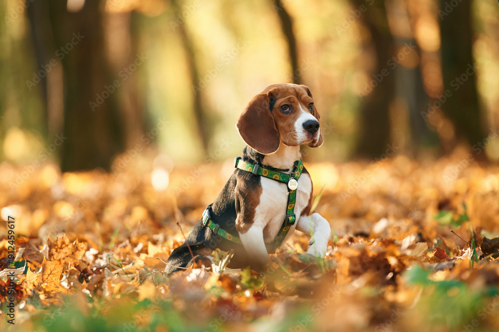 Sitting, enjoying nature. Cute dog with leash is in the autumn forest at daytime Sitting, enjoying nature. Cute dog with leash is in the autumn forest at daytime