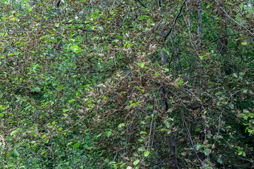 Alder attacked by caterpillars of the alder leaf beetle. Alnus glutinosa. Agelastica alni. photo