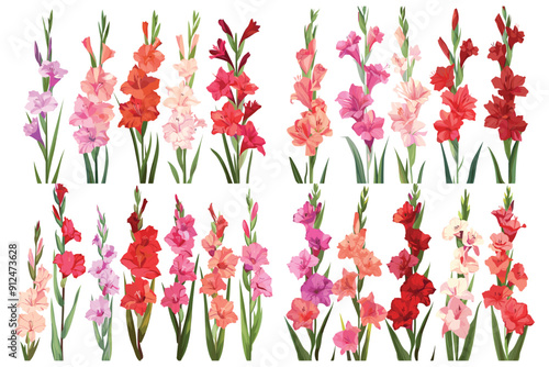 Branch of a gladiolus flower, Beautiful gladiolus flower set, Red and pink gladiolus flower, Beautiful summer flowers, Colorful gladiolus flowers, Multicolor gladiolus flower, Vector illustration