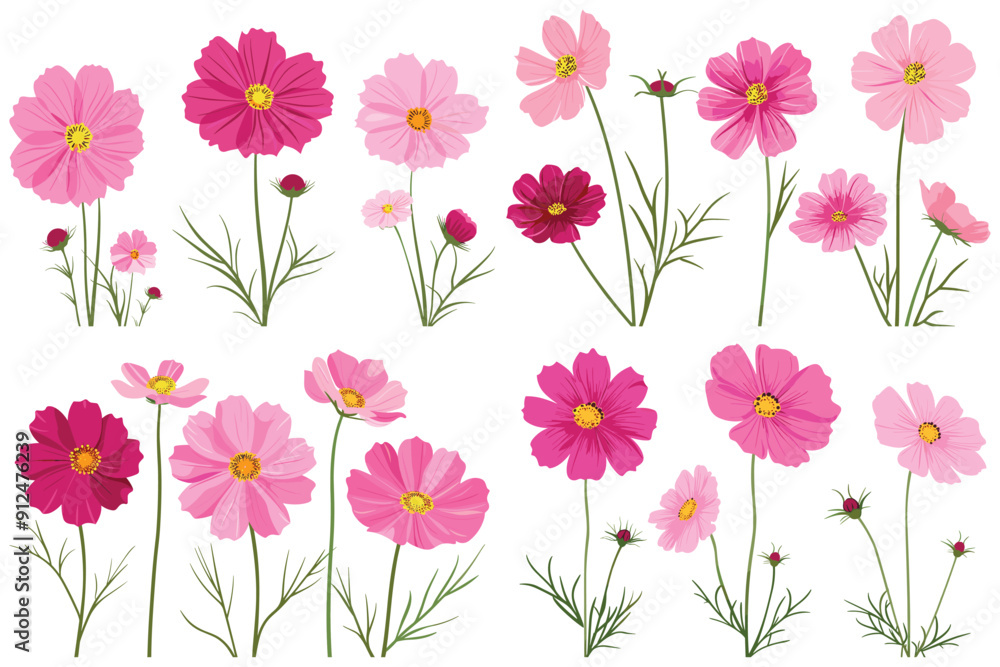 Set of pink cosmos flowers, Set of cosmos flower collection, Beautiful cosmos flower, Decorative floral design elements, Pink and red cosmos flowers on white background Set of pink cosmos flowers, Set of cosmos flower collection, Beautiful cosmos flower, Decorative floral design elements, Pink and red cosmos flowers on white background