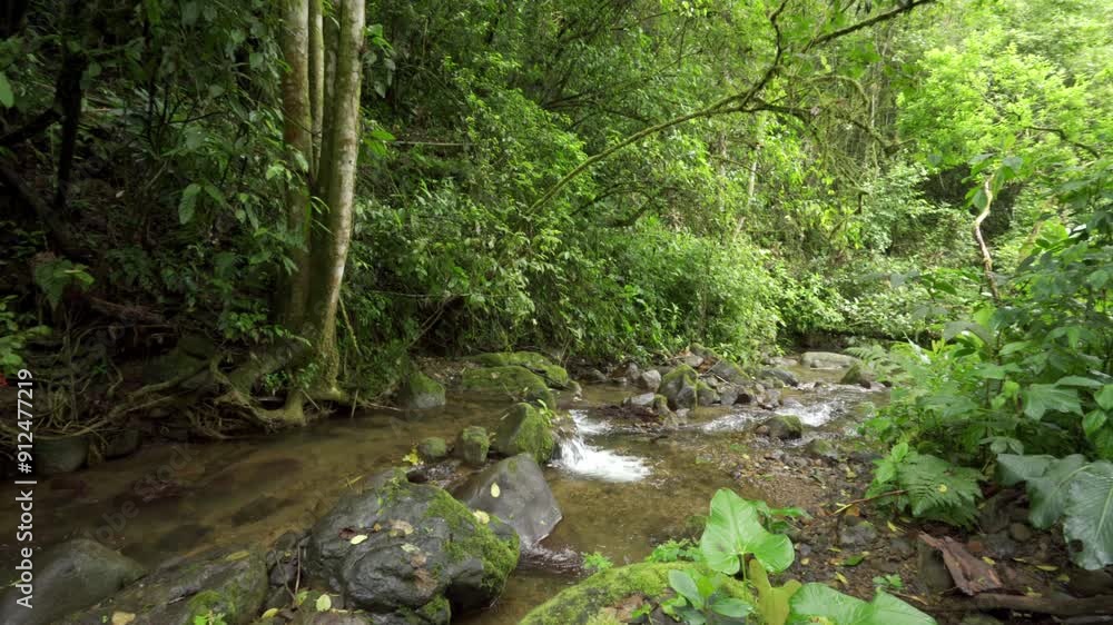 Stream flows through a rainforest, Costa Rica Stream flows through a rainforest, Costa Rica