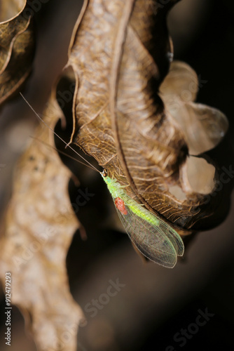 Wallpaper Mural 枯葉に赤いダニに寄生された、色鮮やかな黄緑色のクロズヤマトクサカゲロウ（自然光＋ストロボ・マクロ） Torontodigital.ca