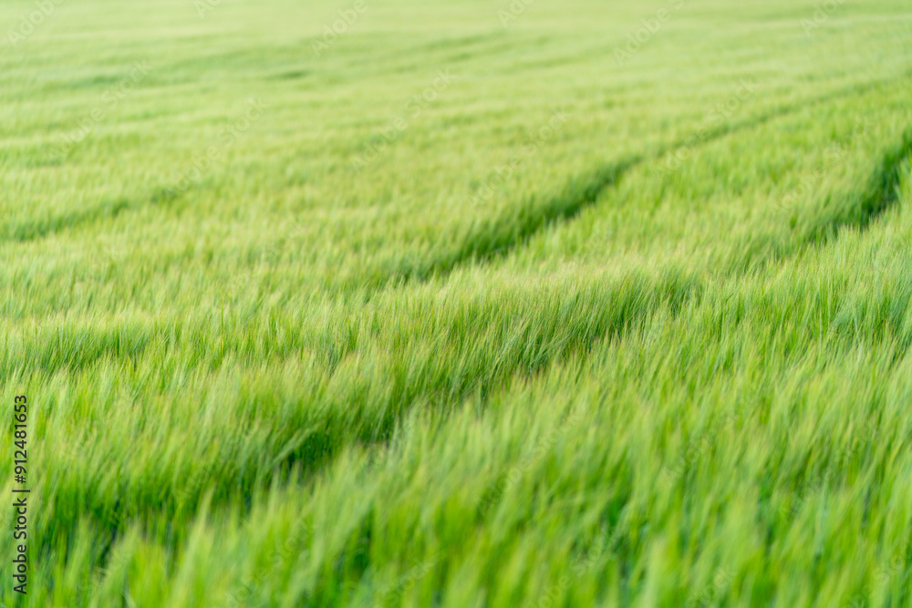 close up of green fields of Andalsnes in Norway in summer close up of green fields of Andalsnes in Norway in summer