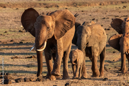 Elefantenfamilie am spatzieren in Kenia