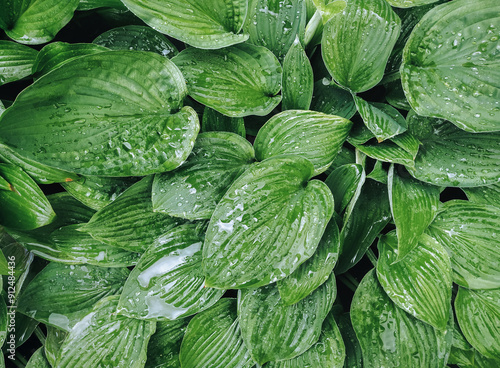 Green leaves of a hosta bush with drops of rainwater. Natural background with plant texture.