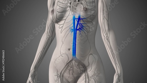 Inferior vena cava medical animation