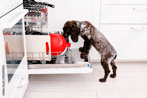 Spaniel dog licks dirty plates in full dishwasher