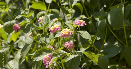 Closeup selective focus shot of colorful flowers blooming on a butterfly bush on a sunny spring day