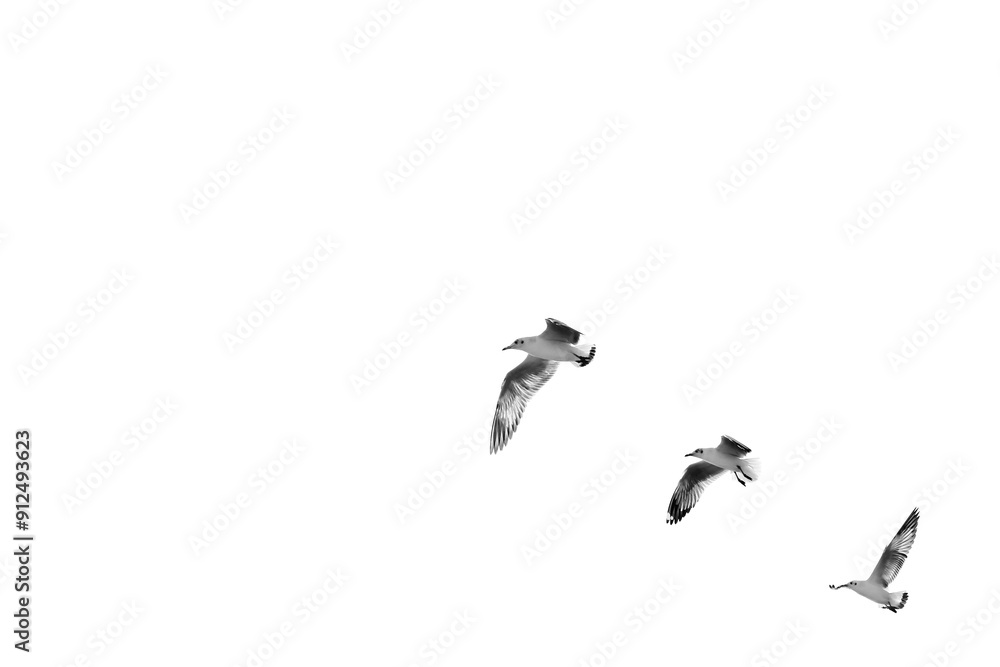 Fototapeta premium Birds flying isolated on white background, (Black and white)