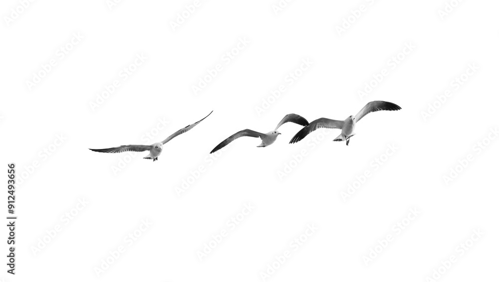 Birds flying isolated on white background, (Black and white) Birds flying isolated on white background, (Black and white)