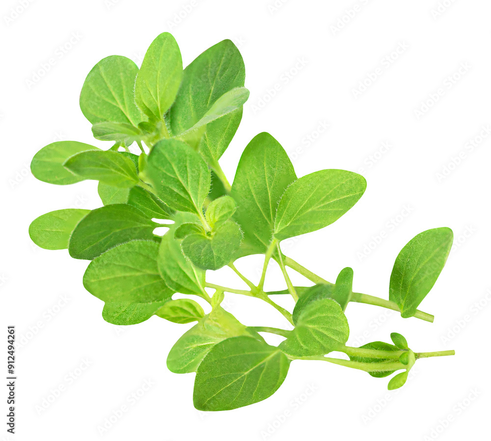 Oregano or Marjoram leaves isolated on white background. Fresh Sprig of green oregano close up. Oregano or Marjoram leaves isolated on white background. Fresh Sprig of green oregano close up.