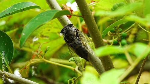 The sound of Cryptotympana facialis (black cicada) singing [sound on] photo