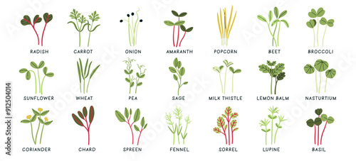 Variety of microgreen sprouts assortment dieting eco food nutrition isolated set with lettering