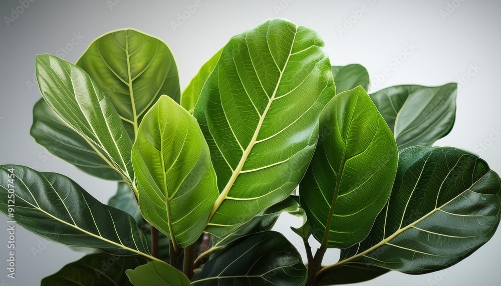 Obraz premium Fiddle Leaf Fig - Large, glossy leaves.