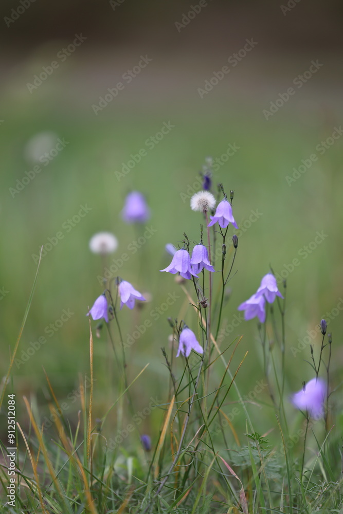 Blumenglöckchen