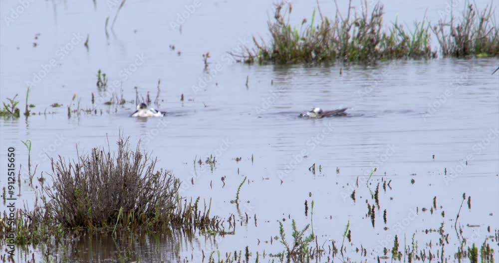 Two lack winged stilt bathing in lake, marshland, slow motion Two lack winged stilt bathing in lake, marshland, slow motion