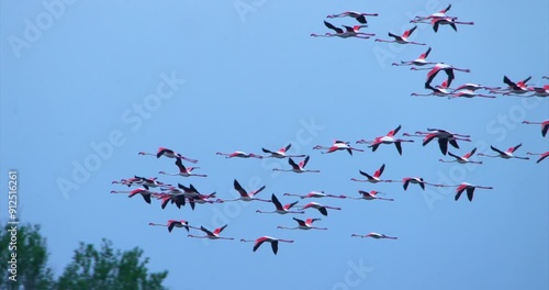 A flock of pink flamingos flying in the sky of Doñana National Park, slow motion