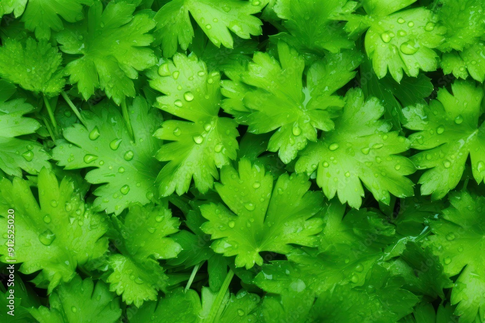 Brightly colored fresh green parsley leaves with water drops on the surface. Brightly colored fresh green parsley leaves with water drops on the surface.