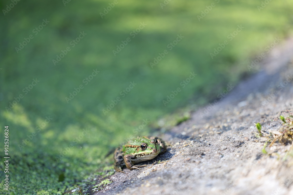 Obraz premium Frosch