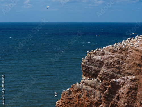 Northern gannet colony on Heligoland photo