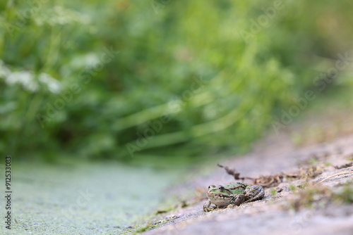 Frosch