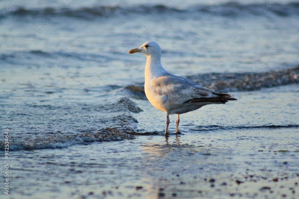 Closeup shot of a seagull standing in shallow water by the beach during sunset Closeup shot of a seagull standing in shallow water by the beach during sunset