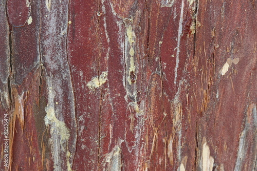 bark texture of african juniper (tetraclinis articulata) photo