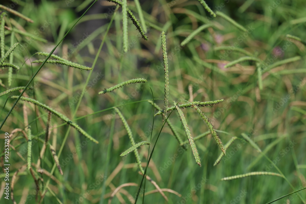 close up of wild paspalum sp plant close up of wild paspalum sp plant