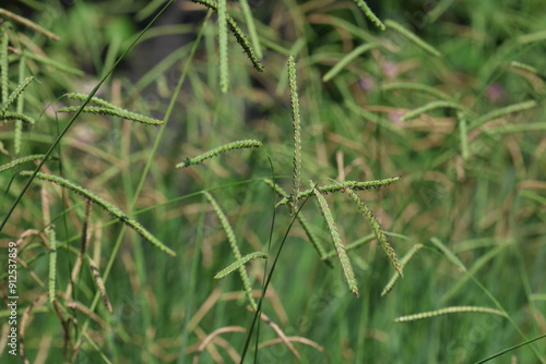 close up of wild paspalum sp plant photo